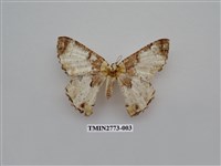 藏品(尺蛾344)的圖片